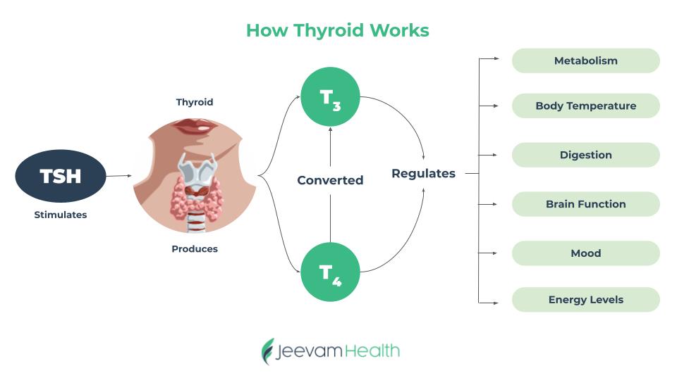 How Thyroid Works/