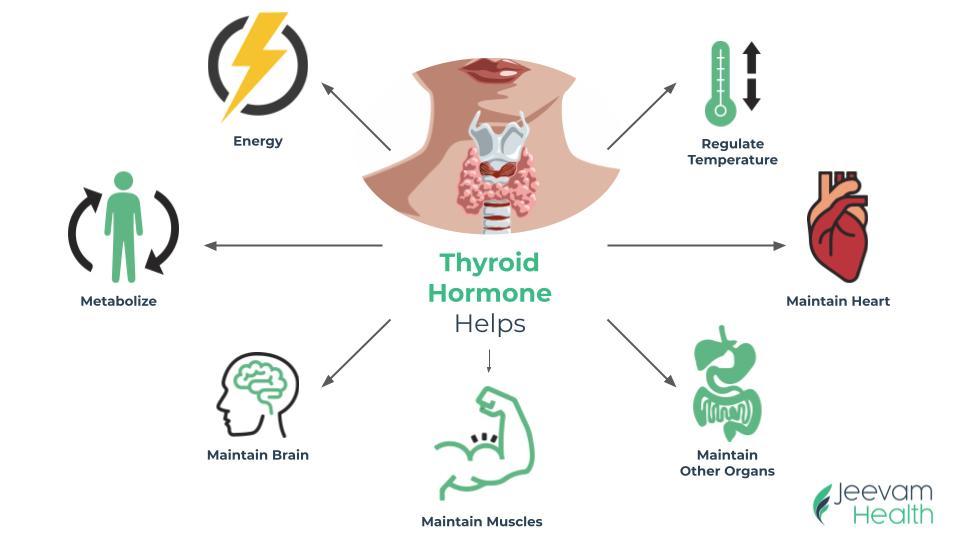 Thyroid Hormone/