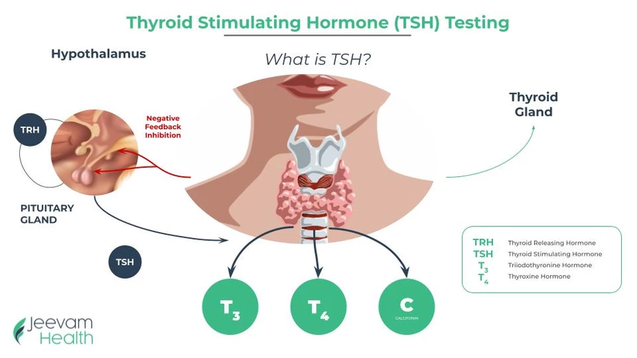 Thyroid-Stimulating Hormone (TSH)/