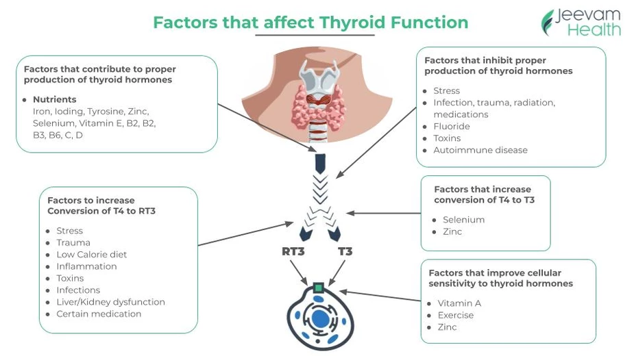 Factors Affecting Thyroid Function/
